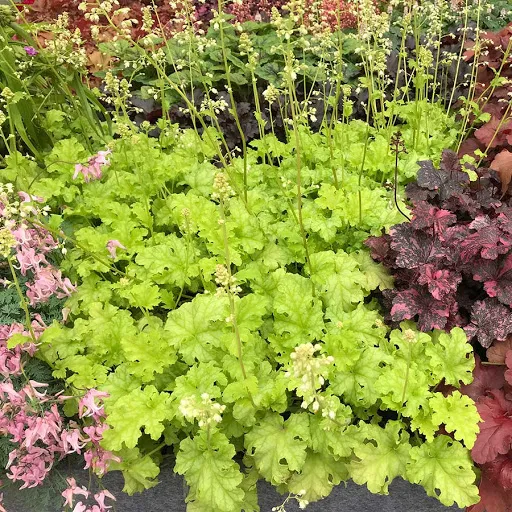 🌿🍁Heuchera Seeds– Elegant Color, All Year Long | Thrives in shade, softens any space | Brings quiet beauty to your garden. ✨